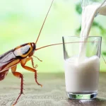 cockroach milk