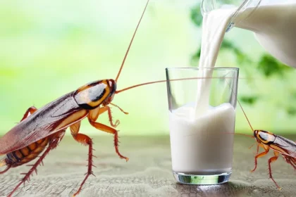 cockroach milk